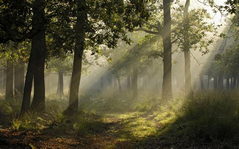 Forest Landscape Photographers