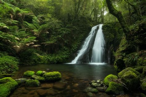 Forest Landscape Photography