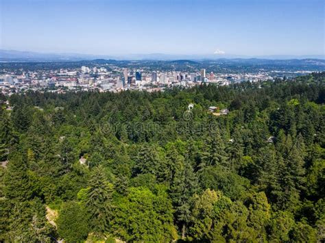 Forest Landscape Portland