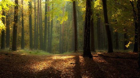 Forest Landscape Wallpaper