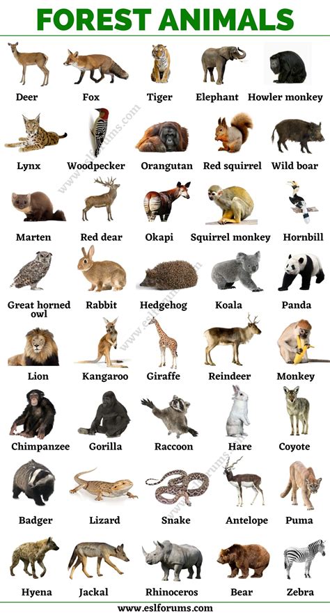 Forest Mammals