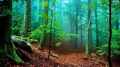 Forest Pictures HD Wallpaper