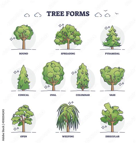 Forest Tree Shapes