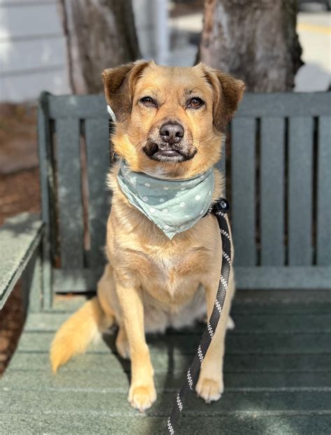 Forever Home Dog Rescue