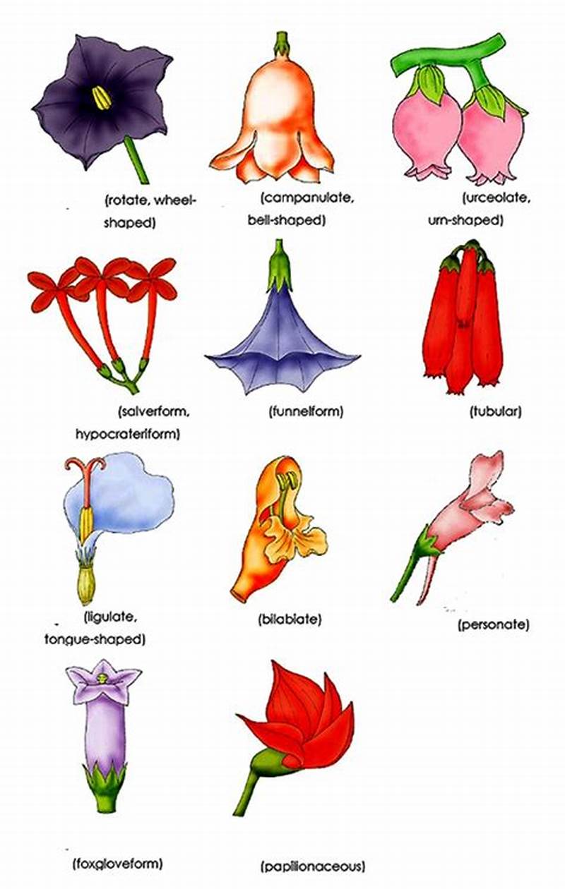 Form Flower Examples