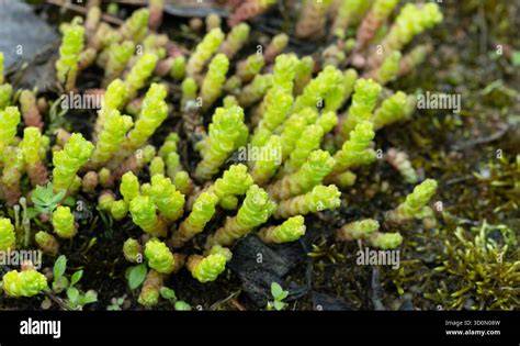 Forming the Stems