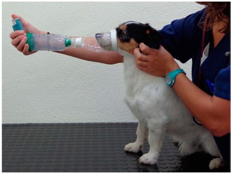 Forms and Administration of Fluticasone for Dogs