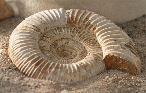 Seri Fosil Paling Lengkap yang Pernah Ditemukan Adalah Fosil