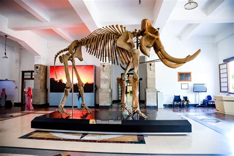 Fosil manusia terbaik di museum geologi indonesia