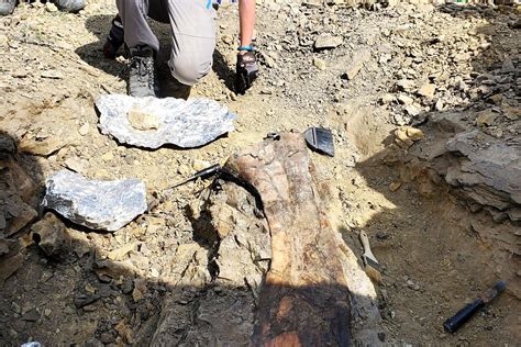 Fossil Dig Site