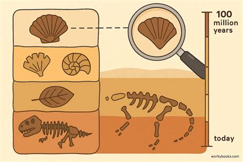 Discovering the Enigmatic Past: The Precise Fossil Record Definition in Biology for Curious Minds