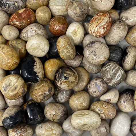 Fossilized Palm Root