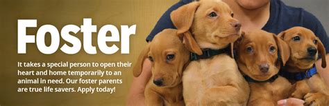 Foster Dogs Near Me