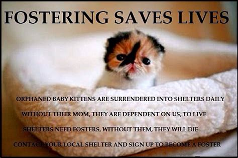 Foster Kitten Quotes
