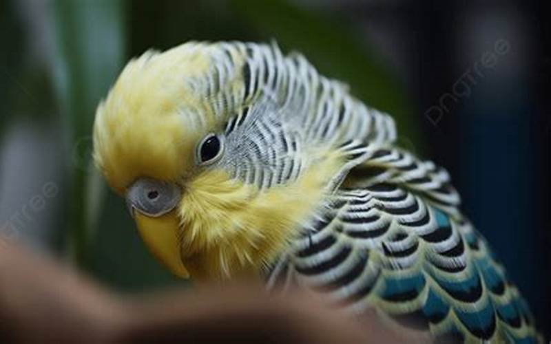 Foto Close Up Burung.