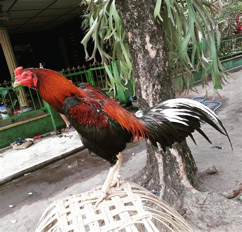 Ayam Bangkok Berkelamin Wijen