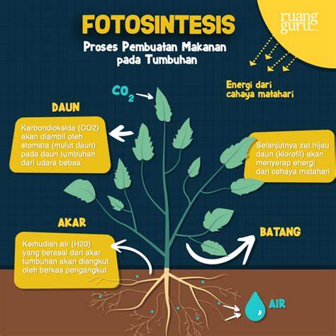 Fotosintesis pada Tumbuhan