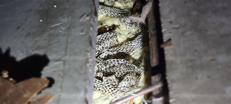 Unearthing the Mystery: Discovering a Found Snake Skin in Your Home