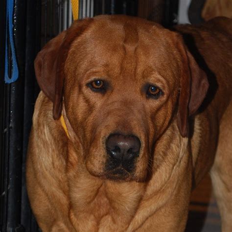 Fox Red Labradors: A Deep Shade of Yellow