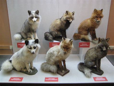 Fox Red and Light Cream: Variations of Yellow