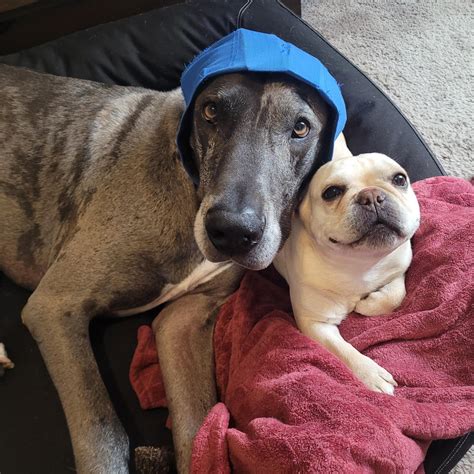 Expert Care for Your Furry Friends: Discover Fox Ridge Animal Hospital Today!