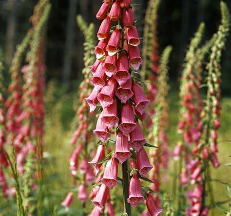 Foxglove