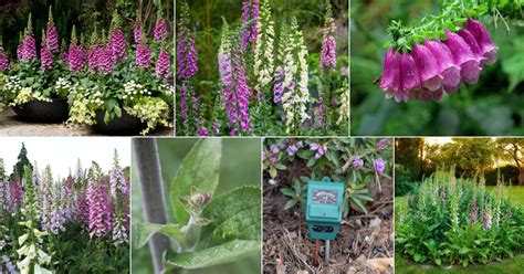 Foxglove problems and how to solve them