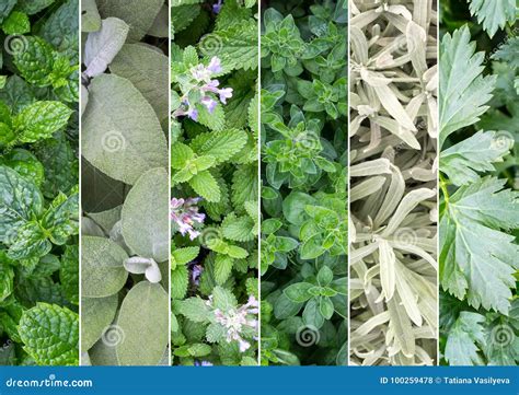 Image of fragrant herbs used in traditional medicine