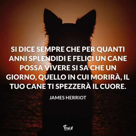 Frasi Addio Cane