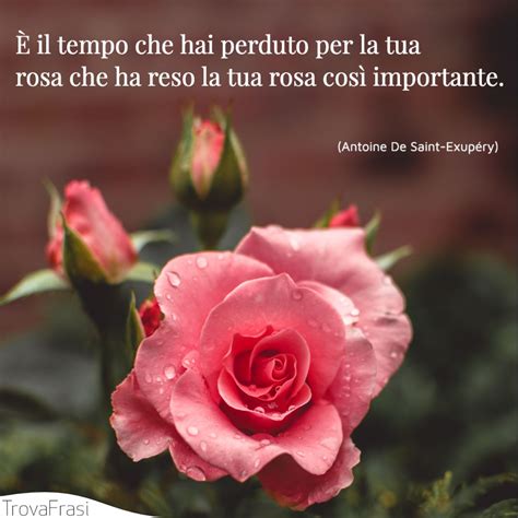 Frasi Sulle Rose