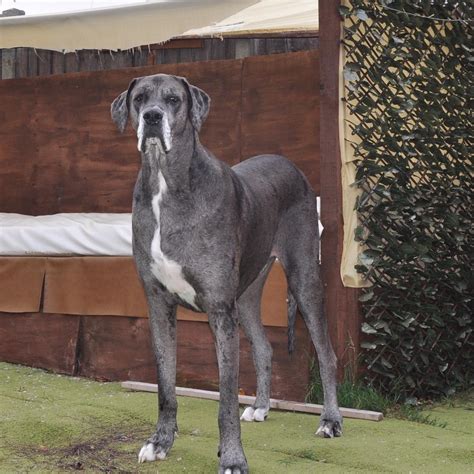Freddy Largest Great Dane: The Gentle Giant Of The Dog World