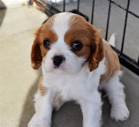 Free King Charles Cavalier Puppies Near Me