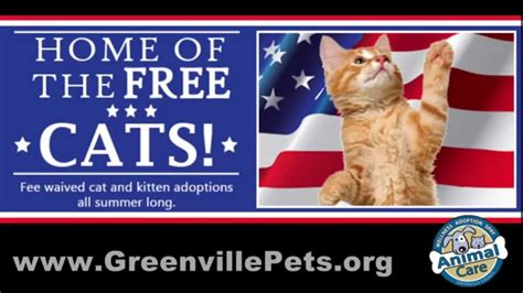 Free Kittens Charlotte, NC Classified Ads Buy and sell, listings