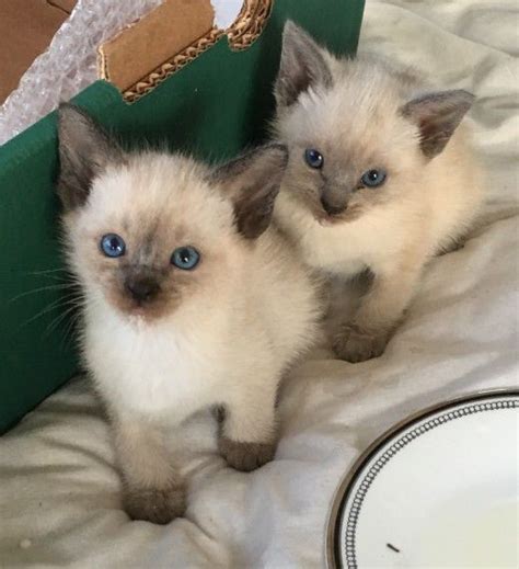 Silk Cat Rescue • The Oak Bunch kittens