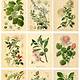 Free Printable Botanical Prints