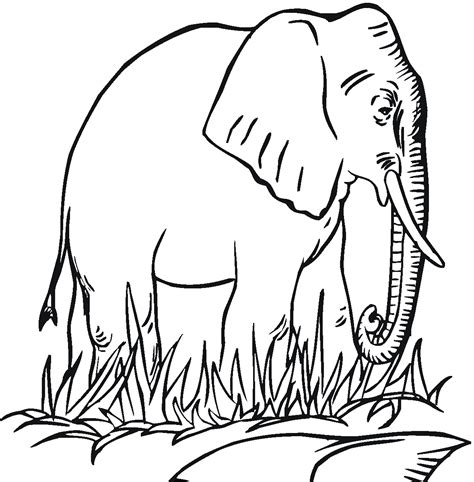 Free Printable Coloring Pages Elephant