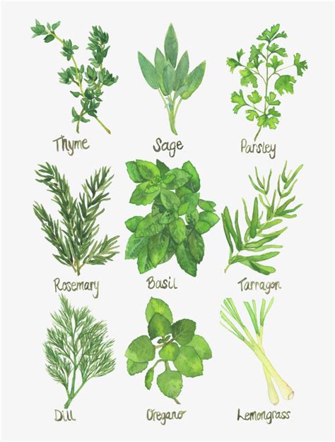Free Printable Herb Pictures