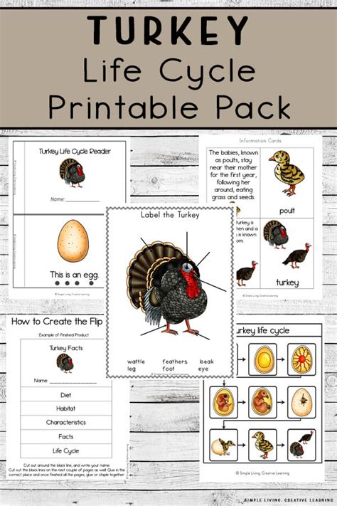 Free Printable Life Cycle Of A Turkey