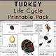 Free Printable Life Cycle Of A Turkey