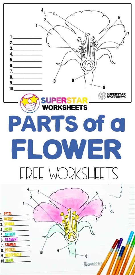Free Printable Parts Of A Flower Worksheet