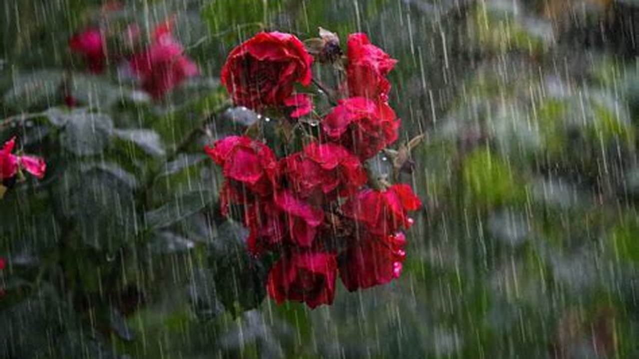 Free Rose With Rain Images To Use In Your Next Project., Images