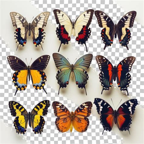 Download Free 353 Butterflies Files Free PSD Mockups