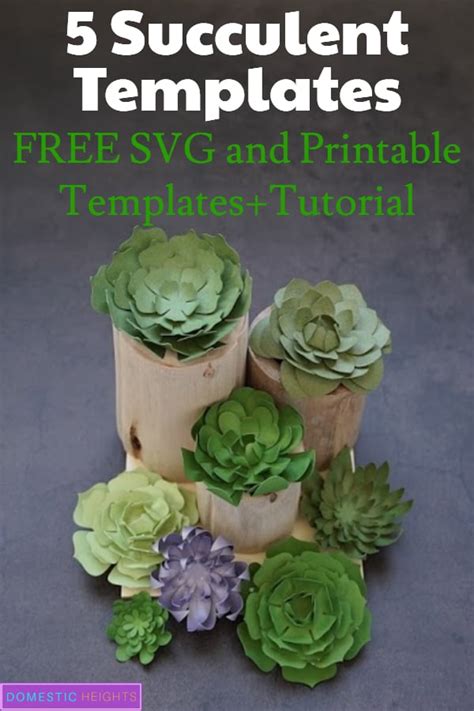Rediscover Serenity with stunning 3D Succulent SVG designs