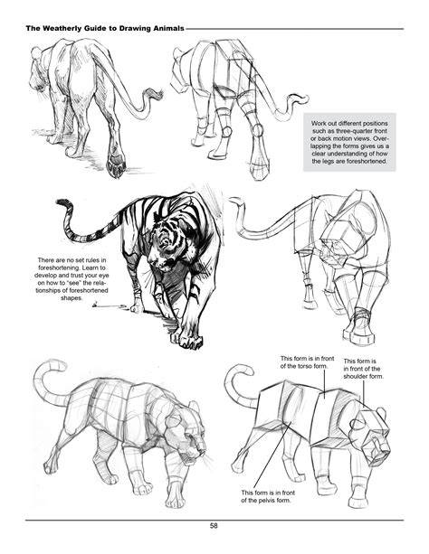 Free Animal Drawing PDF Guides