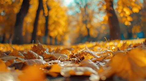 Download Free Autumn Concepts Commercial Use