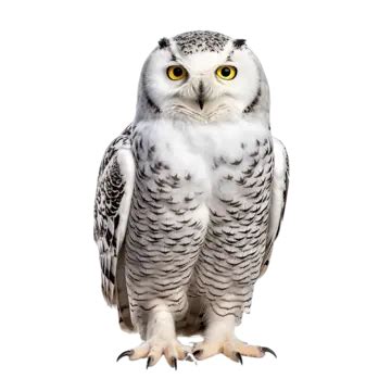 Download Free Beautiful Owl Files Free PSD Mockups