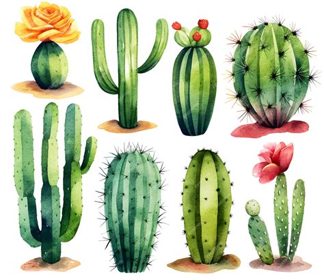 Download Free Cactus Set Images