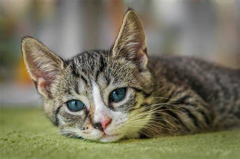 Free cat images download