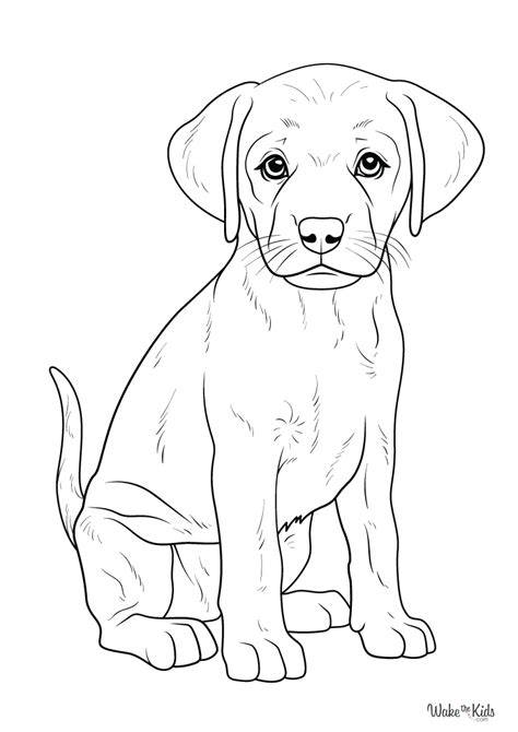 Free Coloring Pages Yellow Lab
