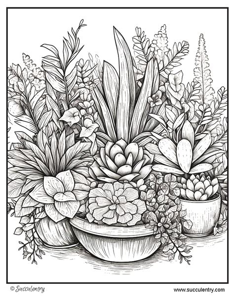 Download Free Coloring succulent plants KDP notebook. Printable